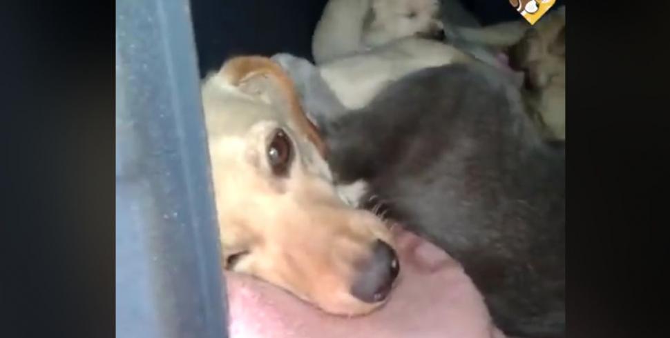 Era o zi extrem de urâtă, așa că a decis să-i aducă încă o pătură cățelușei sale. Când s-a apropiat de cușcă, nu i-a venit să creadă ce vede. „Este uluitor! Așa ceva mai rar vezi!” (FOTO+VIDEO) 496412