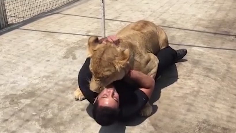 A intrat în cușca unui leu fără să se gândească la pericol. Ce a urmat este incredibil (VIDEO)