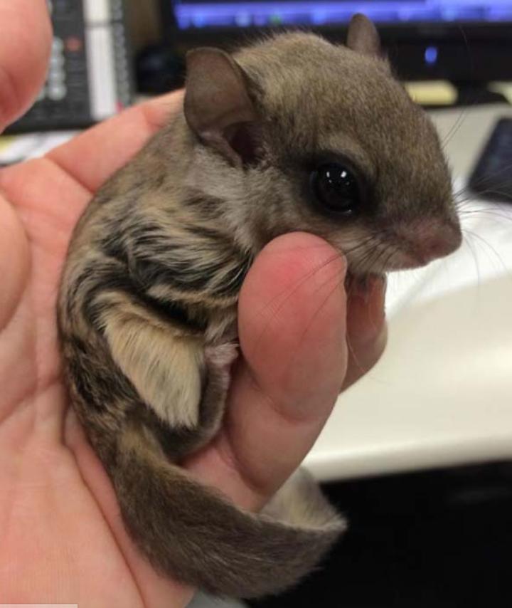 Caz unic! A găsit un animăluț ciudat în fața casei, l-a luat și l-a ajutat să-și revină, dar n-ar fi bănuit niciodată peste ce a dat! 496585