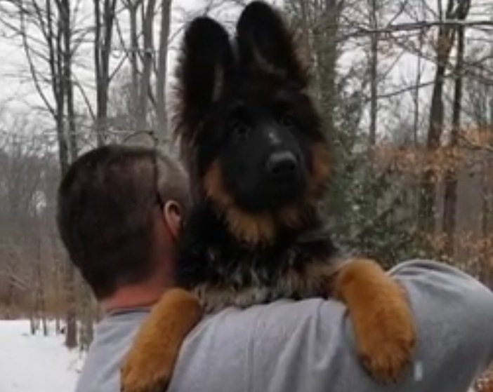  Un bărbat ținea în brațe un pui de câine-lup într-o pădure. Ce a început brusc animalul să facă VIDEO