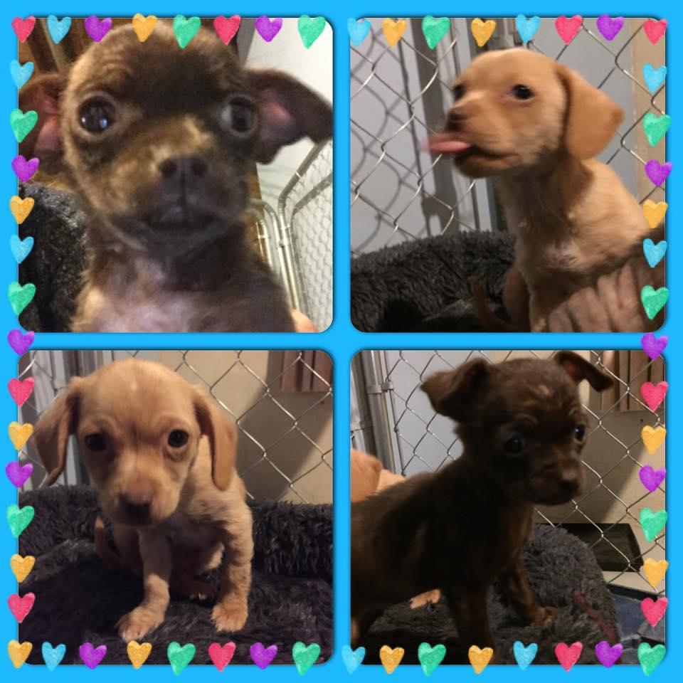 Mergea pe stradă, când a zărit un cățel înghețat, lipit de o cutie. S-a apropiat și când s-a uitat în interior, a început să plângă. „Este incredibil așa ceva!” 497945