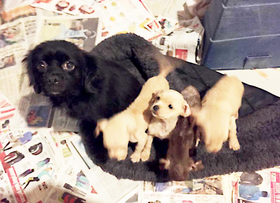 Mergea pe stradă, când a zărit un cățel înghețat, lipit de o cutie. S-a apropiat și când s-a uitat în interior, a început să plângă. „Este incredibil așa ceva!” 497946