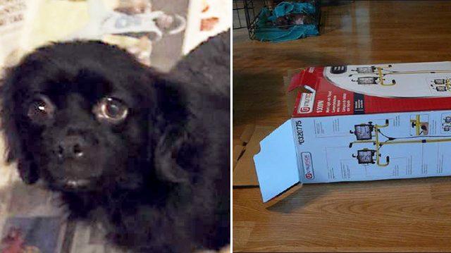 Mergea pe stradă, când a zărit un cățel înghețat, lipit de o cutie. S-a apropiat și când s-a uitat în interior, a început să plângă. „Este incredibil așa ceva!” 497947