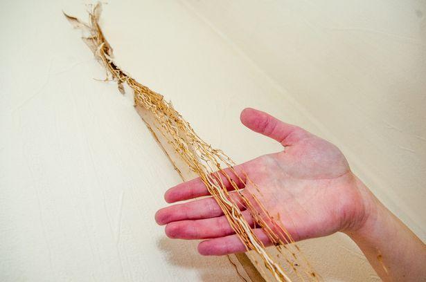 Primiseră o casă de la primărie și sperau să aibă parte de un nou început. Într-o seară, au văzut cum tapetul din dormitor se îndepărta de perete. Când s-au uitat, au avut un șoc (FOTO) 498213