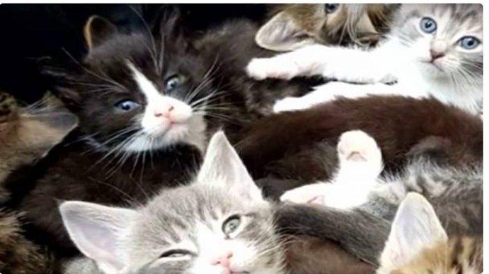 A găsit o valiză veche și murdară, abandonată într-un tufiș. S-a apropiat și când a deschis-o a avut un șoc. A pus mâna pe telefon și a cerut ajutor: „Cine ar fi putut să facă așa ceva?” (FOTO) 498662