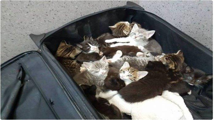 A găsit o valiză veche și murdară, abandonată într-un tufiș. S-a apropiat și când a deschis-o a avut un șoc. A pus mâna pe telefon și a cerut ajutor: „Cine ar fi putut să facă așa ceva?” (FOTO) 498663