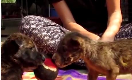 Auzeau des scheunături, așa că oamenii s-au dus să vadă ce se întâmplă. Au avut un șoc. Trei căței se luptau disperați pentru viață. Ce a urmat e incredibil (FOTO+VIDEO) 498758