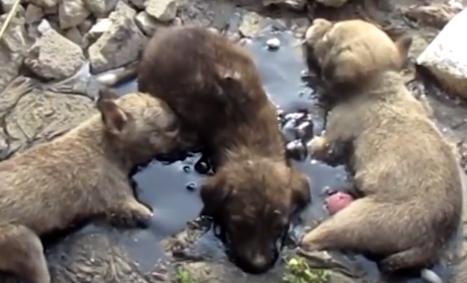 Auzeau des scheunături, așa că oamenii s-au dus să vadă ce se întâmplă. Au avut un șoc. Trei căței se luptau disperați pentru viață. Ce a urmat e incredibil (FOTO+VIDEO) 498759