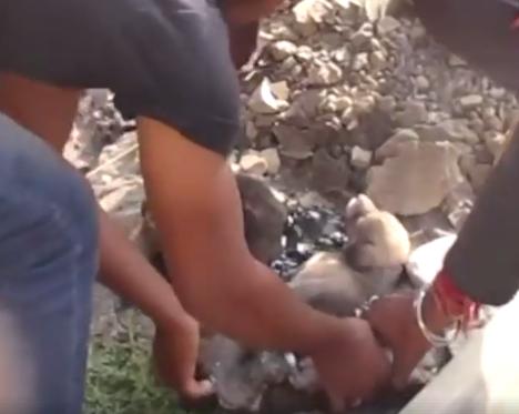 Auzeau des scheunături, așa că oamenii s-au dus să vadă ce se întâmplă. Au avut un șoc. Trei căței se luptau disperați pentru viață. Ce a urmat e incredibil (FOTO+VIDEO) 498760