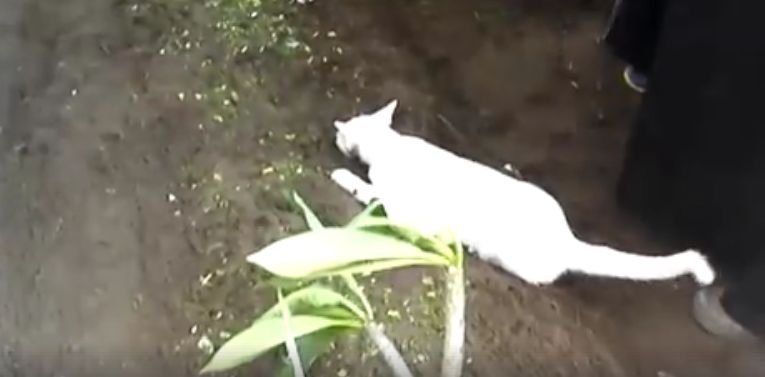 Tocmai își îngropaseră o rudă, când o pisică s-a apropiat de mormânt și a început să sape disperată cu gheruțele în pământ. Când au înțeles ce voia de fapt animalul, toți au început să plângă (VIDEO)