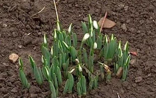 Apariție inedită în mijlocul iernii! Oamenilor nu le-a venit să creadă ce văd (FOTO) 500632