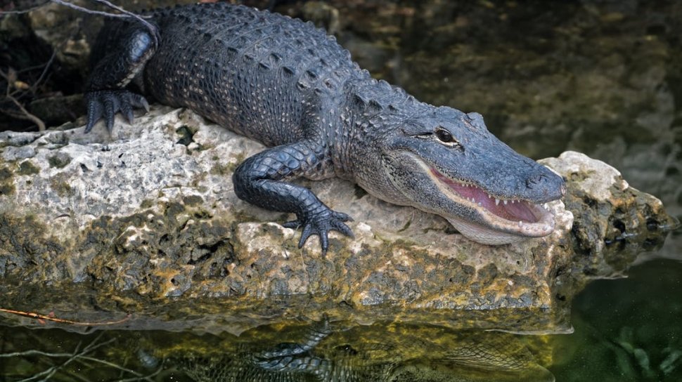 Un turist a fost ucis de un crocodil în timp ce se plimba prin parc cu soția sa 