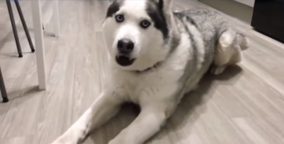 Momentul incredibil când un husky îi spune stăpânei sale că o iubește (VIDEO)