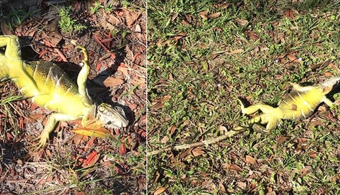 Imagini șocante în Florida, unde a nins pentru prima dată în ultimii 30 de ani! Iguanele au înghețat și au căzut din copaci, din cauza temperaturilor scăzute