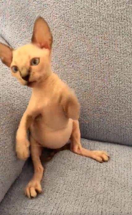 Oana Zăvoranu a primit un pisoi de 1.500 de euro. Cum arată noul membru al familiei 501763