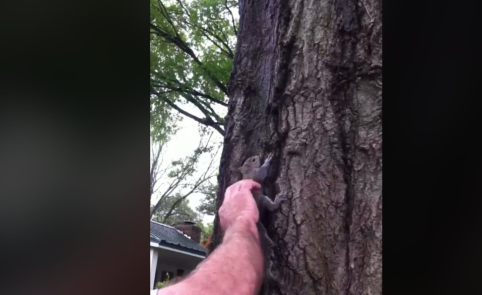 Salvase un pui de veveriță, iar după ceva timp se pregătea să o elibereze. A așezat-o pe scoarța unui copac și o încuraja să urce. Ce a urmat însă este de-a dreptul cumplit (VIDEO)