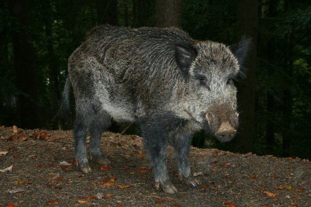 Focar de pestă porcină africană în apropiere de România. Vânătoarea a fost interzisă în mai multe localități! 