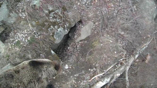 Modul bizar în care se comportă urşii din România în sezonul când ar trebui să hiberneze. Specialiştii, uimiţi de ce au putut să vadă - VIDEO 502209