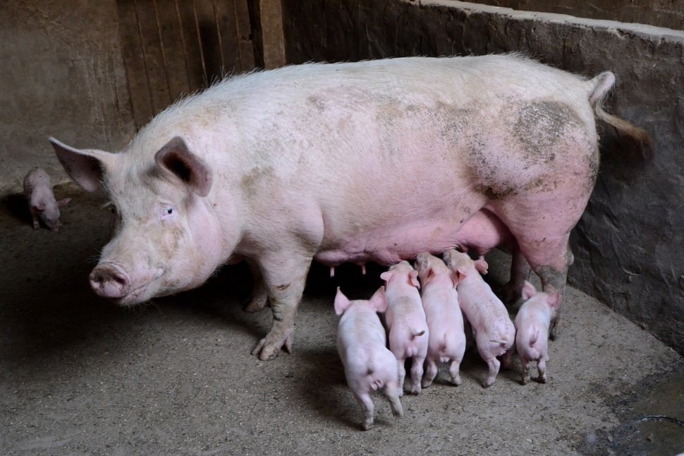 Alertă în România! Pesta porcină confirmată într-o gospodărie din Satu Mare. Mai multe animale au fost ucise