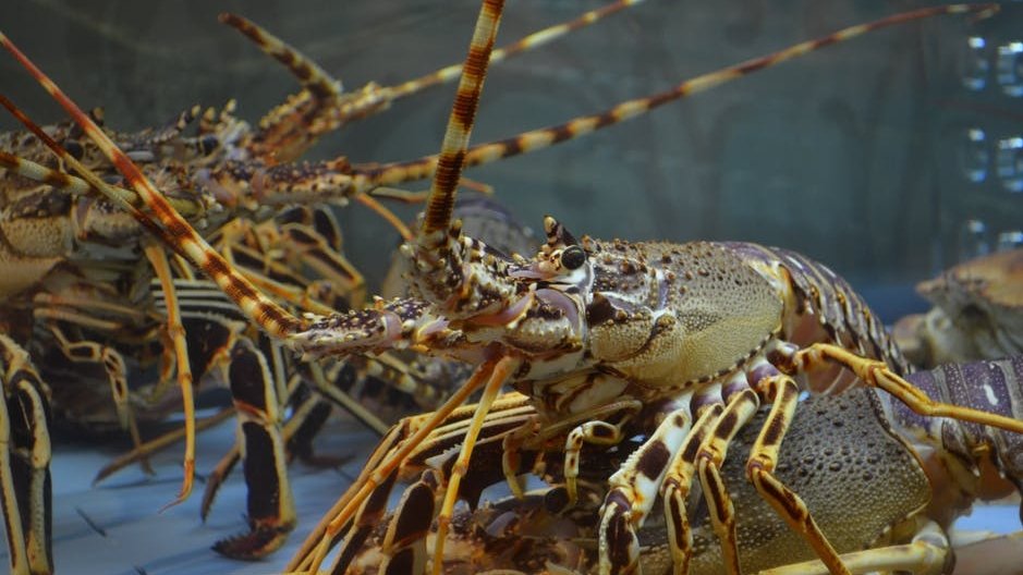 Elveția a interzis fierberea homarilor vii! Descoperirea făcută de specialiști care a dus la decizia-revoluționară
