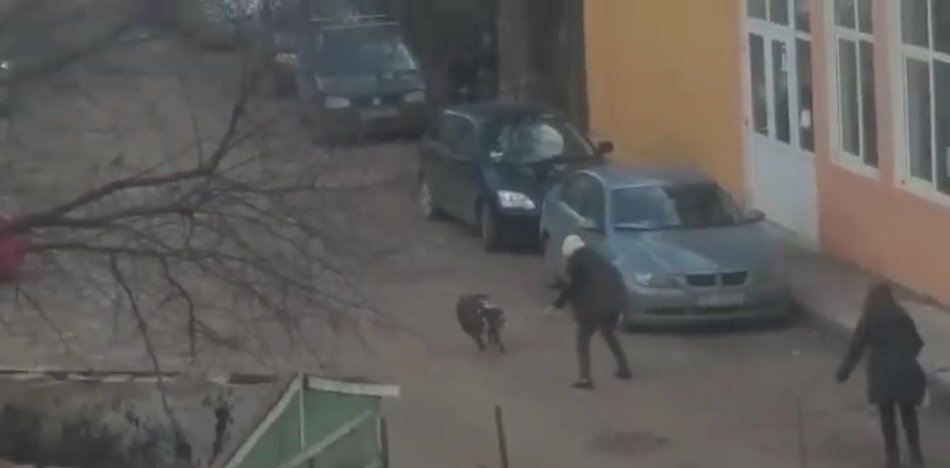  Incident cumplit la Iași. Doi câini au atacat un bărbat pe stradă și l-au castrat. S-a întocmit dosar penal pe numele proprietarei câinilor VIDEO