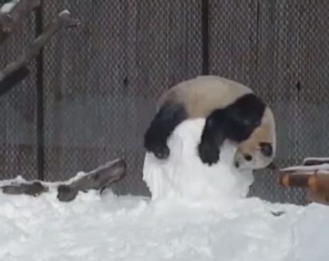 Un urs panda, surprins când se juca cu un om de zăpadă - VIDEO