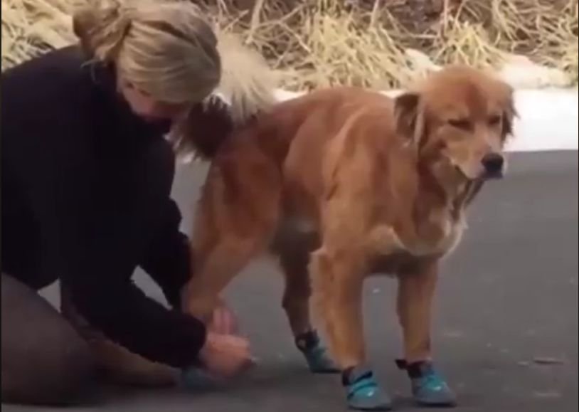I-au pus cățelului papucei noi, dar reacția animalului este incredibilă! „Era orice numai un câine nu!” (VIDEO)