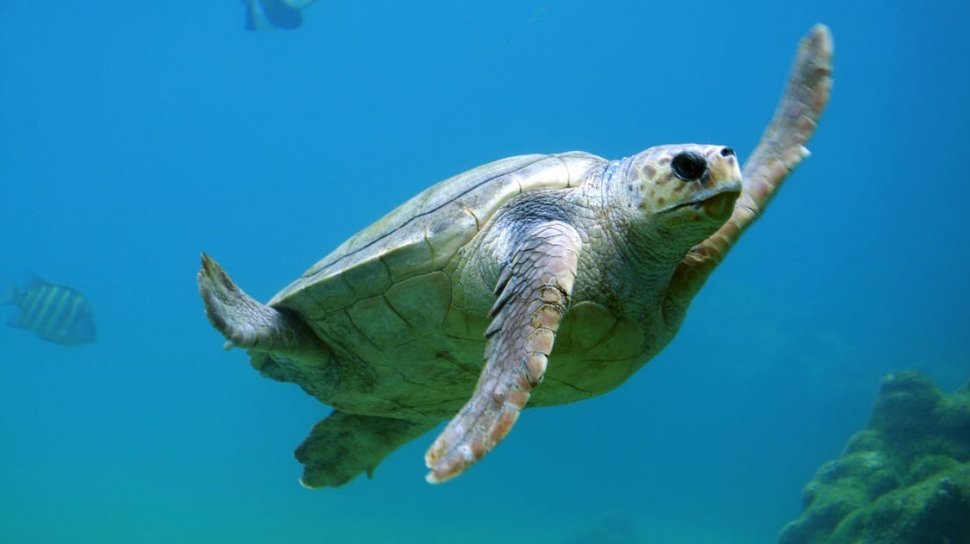 Moarte suspectă a opt copii după ce au mâncat o țestoasă marină în Madagascar