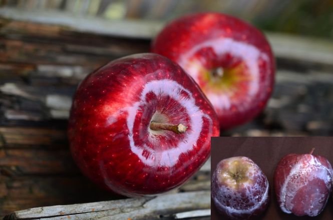 De ce sunt merele lucioase? Testul simplu prin care afli dacă mănânci mere lustruite cu ceară - VIDEO