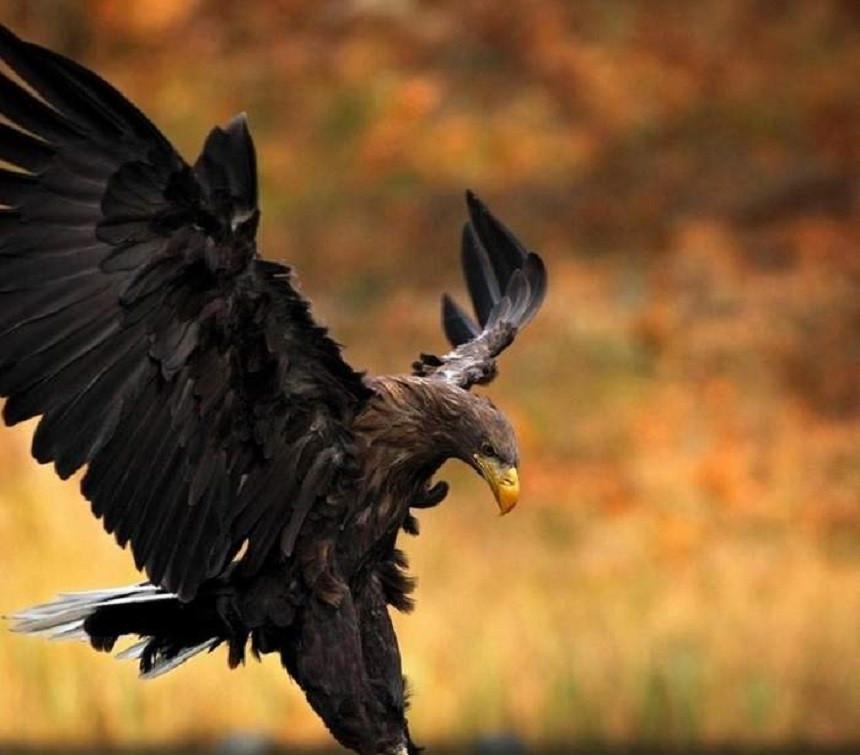 Imaginea ciudată postată de militarul Florin Oprea, înainte să îşi înjunghie iubita 504823