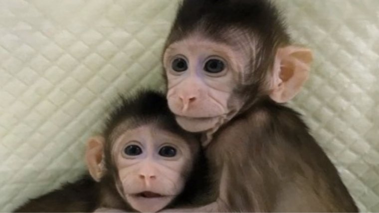 Premieră. Oamenii de ştiinţă au reuşit să cloneze două maimuţe - VIDEO