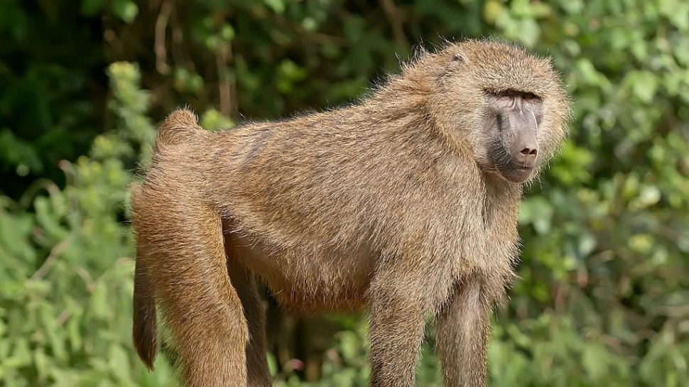 O grădină zoologică din Paris, evacuată după ce 50 de babuini au evadat