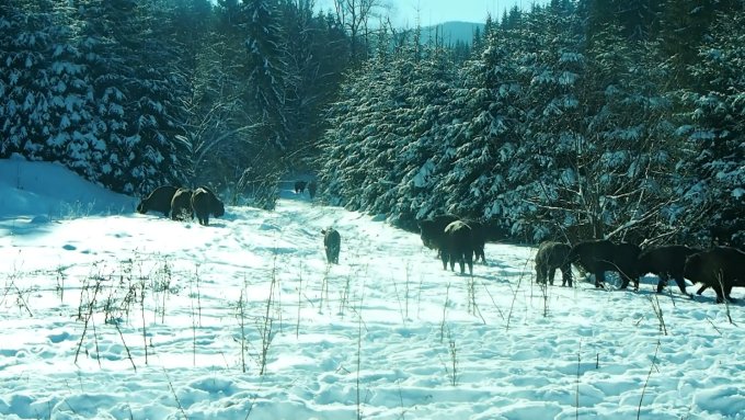 Imagini superbe cu o turmă de zimbri într-un parc natural din România