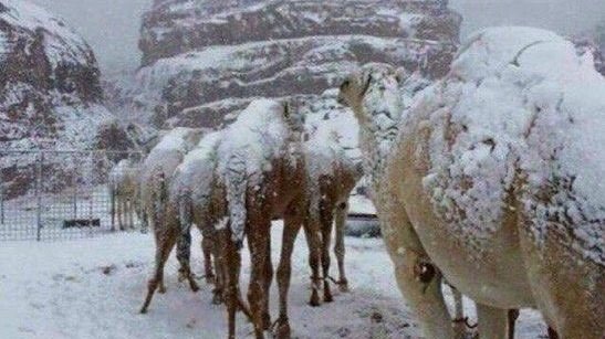 Fenomen rar surprins în deșert! Cămilele au fost acoperite de zăpadă, după o furtună puternică. Imagini spectaculoase
