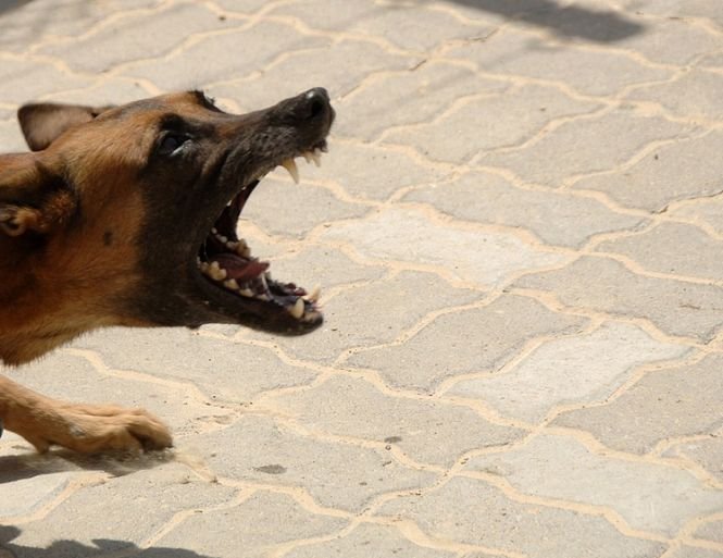 Amenda primită de o femeie din Constanța care nu şi-a supravegheat câinele periculos în apropierea unei școli