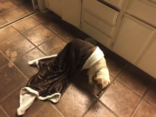 A auzit un zgomot în miezul nopții și s-a trezit speriat. S-a dus în baie, a aprins lumina și a avut un șoc. Pe jos, se afla o pătură care se mișca precum o fantomă (GALERIE FOTO)  506405