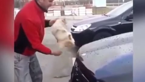 Reacții dure pe internet după ce un bărbat și-a folosit animalul de companie pentru a-și spăla mașina (VIDEO)