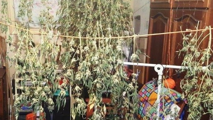 Prins cu o cultură de cannabis în propria locuință din Constanța. Polițiștii au rămas șocați când au intrat în casa tânărului 