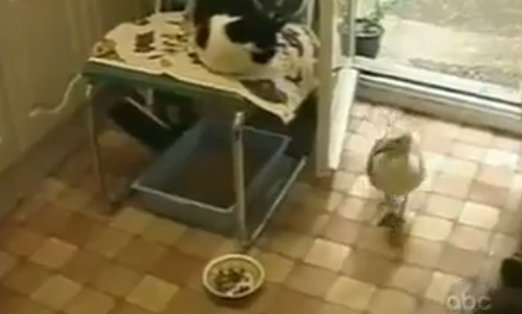 Un pescăruș a intrat în casă și a început să mănânce din farfuria pisicii. Ce a urmat este incredibil (VIDEO)
