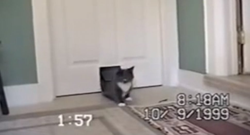 Pisica a venit acasă, dar nu singură. Stăpânii au rămas fără cuvinte când au văzut ce intră pe fanta ușii (FOTO+VIDEO)