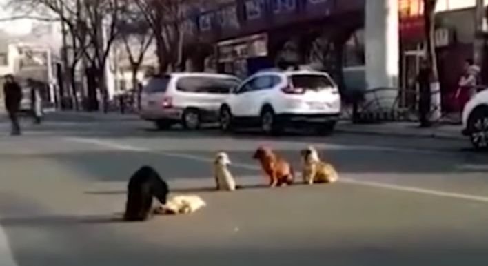 Au văzut patru căței stând în mijlocul unei străzi aglomerate. Animalele nu se mișcau nici la claxoanele șoferilor și nici nu se speriau de mașini. Când au înțeles de ce făceau asta, toți au fost extrem de mișcați (VIDEO)