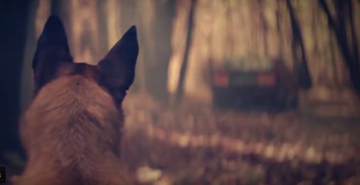 Și-a dus câinele într-o pădure, departe de casă, și l-a părăsit. Ce a urmat după asta a emoționat o lume întreagă. „Este impresionant!” (VIDEO)