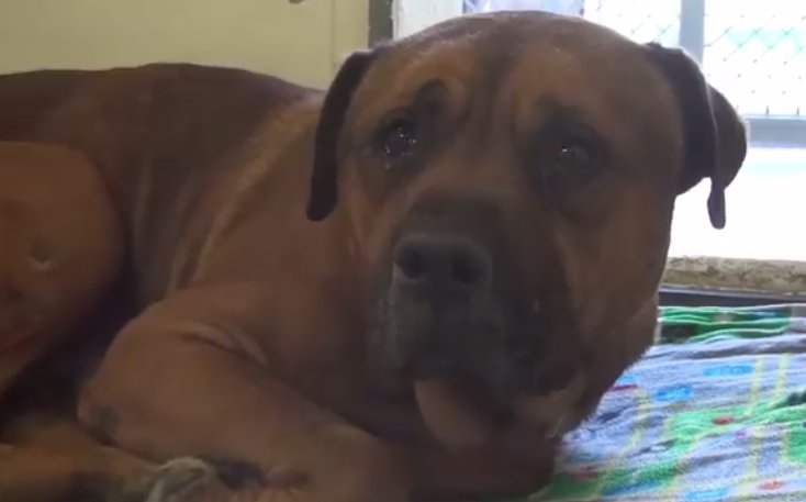 Oamenii de la adăpost auzeau zgomote ciudate din cușca acestui câine, așa că s-au apropiat de el. Când au văzut ce face, au izbucnit în lacrimi (VIDEO) 