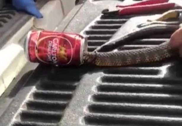 Un șarpe a rămas captiv într-o cutie, după ce a poftit la bere. Un curajos s-a apropiat și a încercat să-l salveze (VIDEO)  