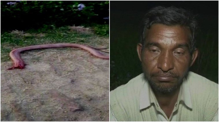 A fost mușcat de un șarpe veninos, dar a reușit să supraviețuiască. Incredibil cum s-a răzbunat fermierul pe reptilă 