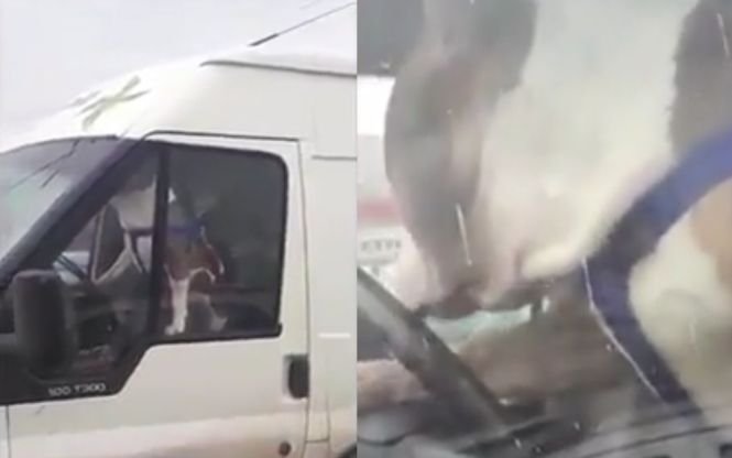 Un câine a claxonat minute în șir, în parcarea unui supermarket din Focşani. Când s-au apropiat să vadă ce s-a întâmplat, oamenii au crezut că nu văd bine - VIDEO