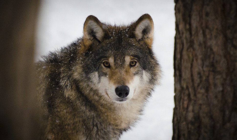 Frill solely Time Doi lupi au fost filmaţi într-o pădure din Parcul Naţional Semenic - VIDEO