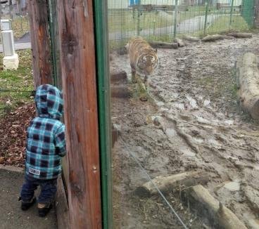 Caz mai puțin obișnuit în Oradea! O mamă a fost închisă, alături de cei trei copii, la grădina zoologică