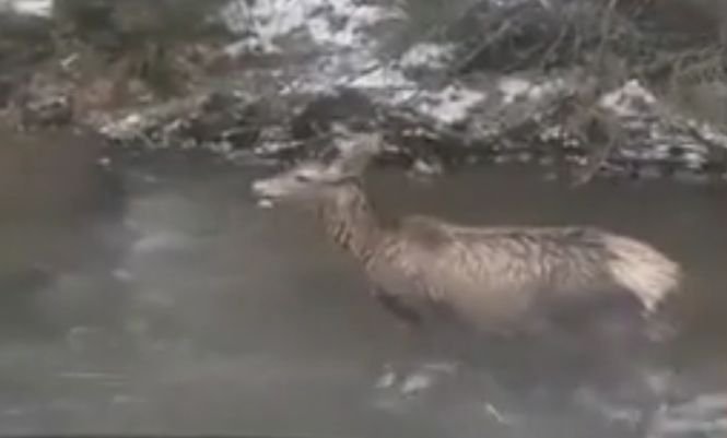 Atacul unui lup în zona râului Bicaz, împiedicat de un pădurar - VIDEO