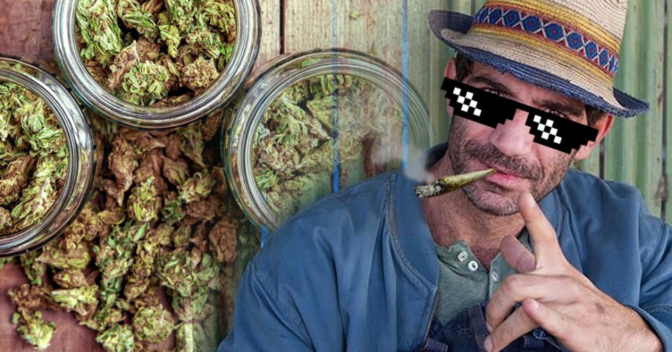 Cât cannabis au găsit procurorii DIICOT la "Firicel" din "Las Fierbinţi"! Detalii exclusive